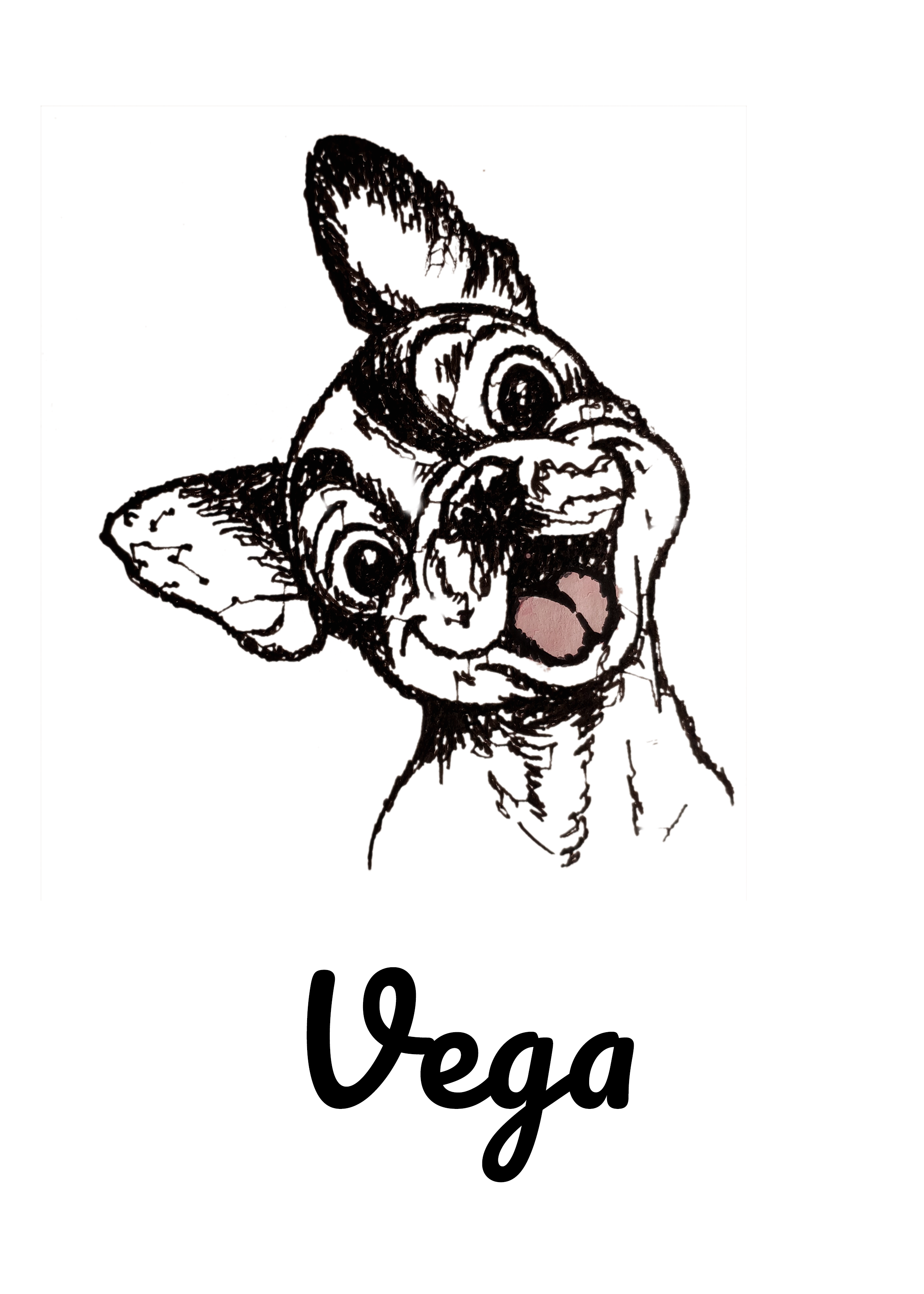 Vega Dog